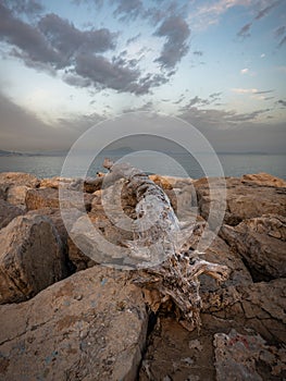 Driftwood on boulders, Posillipo, Naples, Italy at sunset photo