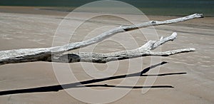 Driftwood branch extending across a beach