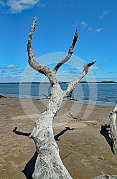 Driftwood branch extending toward the sky