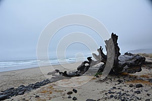 Driftwood at Cape Meares on the Oregon Coast