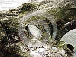 Driftwood carries imbedded stones from water erosion