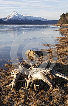 Driftwood on the Chilkat River Estuary