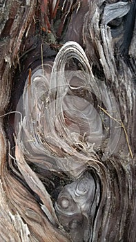 Driftwood close up