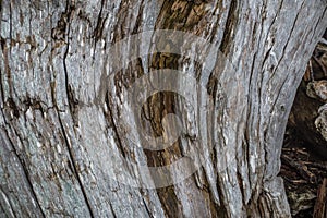 Driftwood Closeup - Background