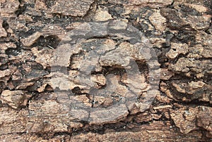 Driftwood closeup sandy grain