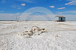 Driftwood covered with salt at salt lake Baskunchak