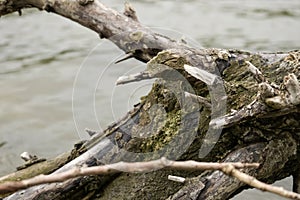 driftwood on the danube river