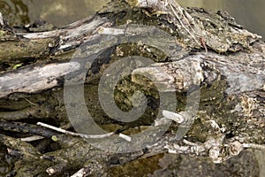 driftwood on the danube river