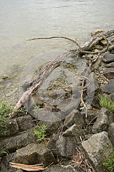 driftwood on the danube river