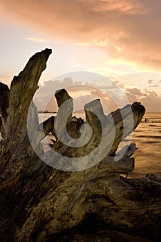 Driftwood at Dawn photo