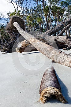 Driftwood and dead trees on the beach at Hunting Island State Park. Palmetto tree log in foreground