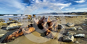 Driftwood on the deserted sandy remote beach at Flat Point Wairarapa New Zealand