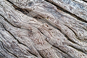 Driftwood detail on the beach with sand in the crevices