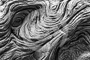 Driftwood detail. Black and white natural texture background