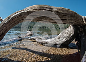Driftwood on the Donner Lake shoreline