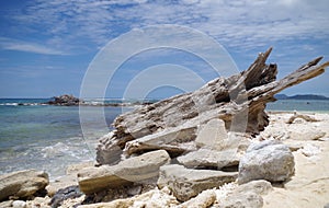 Driftwood Dreams on a Beach