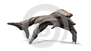 Driftwood, dry tree branch with moss and barnacle isolated with shadow on white background