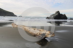 Driftwood at Face Rock Beach Oregon