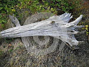 Driftwood founded in Richmond, British Columbia