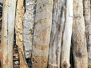 Driftwood gathered from beach