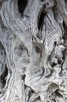 Driftwood grain and knot texture