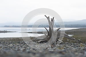 Driftwood in grit on beach