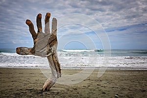 Driftwood Hand Sculpture Hokitika