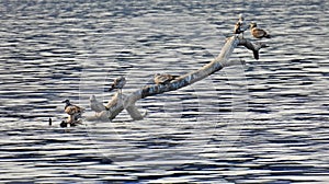 Driftwood hazard on Cayuga Lake with resting seagulls