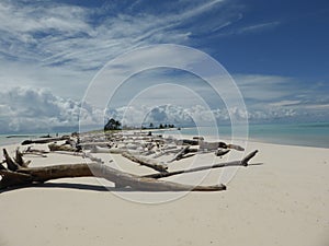 Driftwood on Helens Reef Micronesia