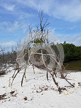 Driftwood hut on a beach in Florida