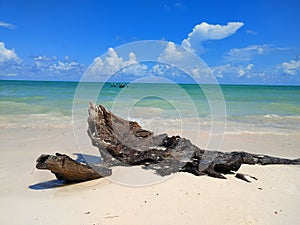 Driftwood on Isla de Pasion