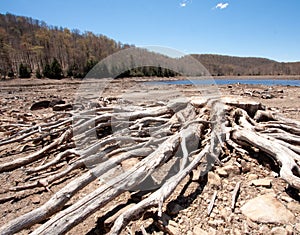 Driftwood And A Lake
