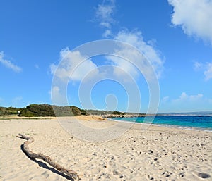 Driftwood in Lazzaretto beach photo