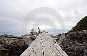 Driftwood log