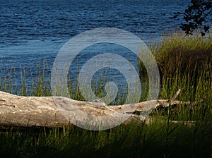 Driftwood log along the shore of the Cape Fear River