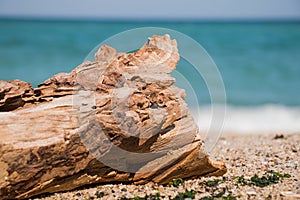 Driftwood log on the beach