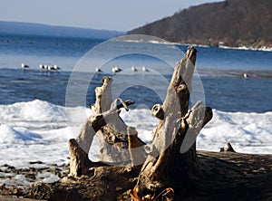 Driftwood log on Cayuga shoreline during winter