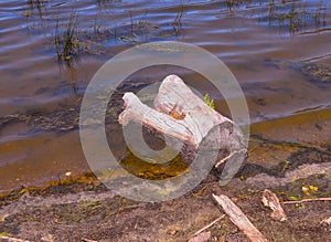 A Driftwood Log Floating In Baker Pond