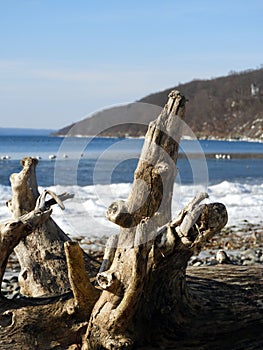 Driftwood log washed ashore on Cayuga