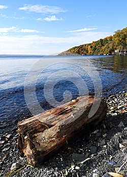 Driftwood log washed up on Cayuga Lake shoreline