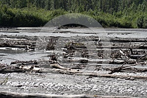 Driftwood, logs, sand and mud in the Lowe River in Valdez Alaska