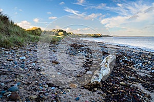 Driftwood on Low Hauxley Beach