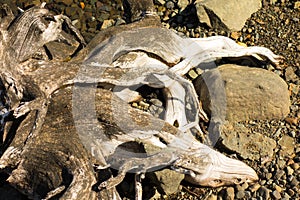 Driftwood lying on a stoney beach in alaska