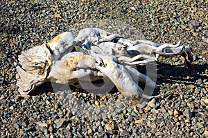 Driftwood lying on a stoney beach in alaska
