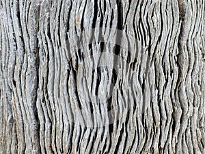 Driftwood Macro photo