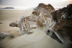 Driftwood on a misty beach near Tofino, Canada