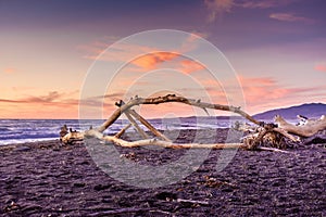 Driftwood on Moonstone Beach, Cambria, California