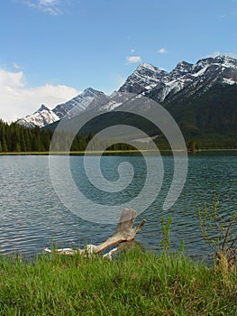 Driftwood in a mountain lake