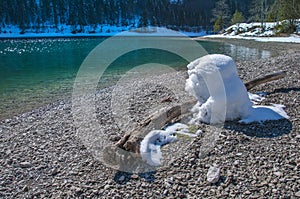 Driftwood at the Mountainlake