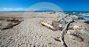 Driftwood next to dried out kelp on Surfers Knoll beach in Ventura California USA